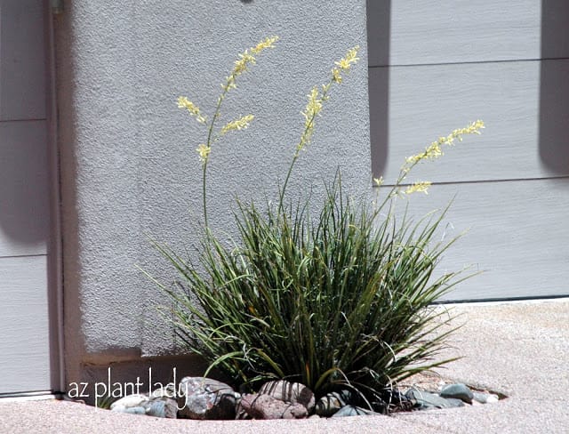 beautiful red yucca