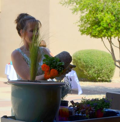 Planting the orange Calendula