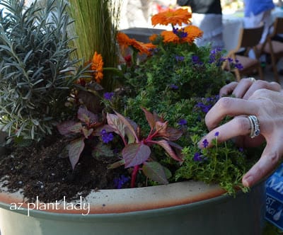 Adding Purple Verbena and filling the spaces with Celosia