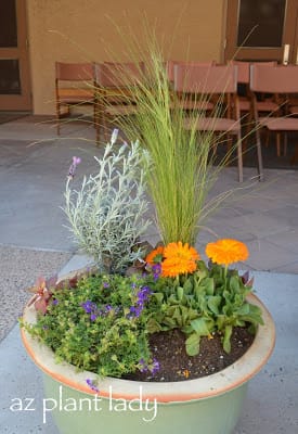 I just need a bit more Celosia in the front, don't you think?