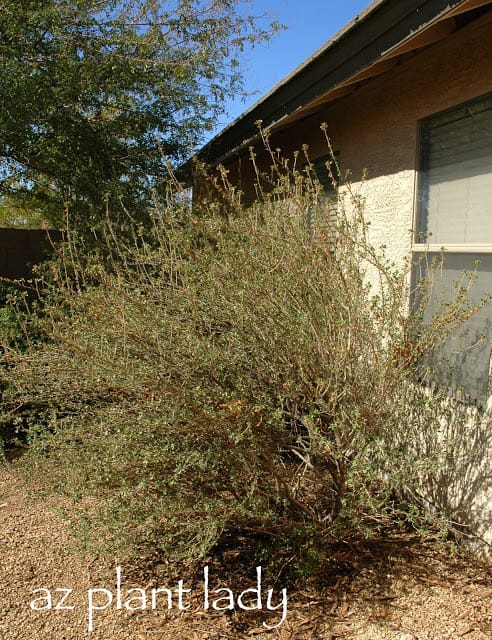 overgrown shrubs