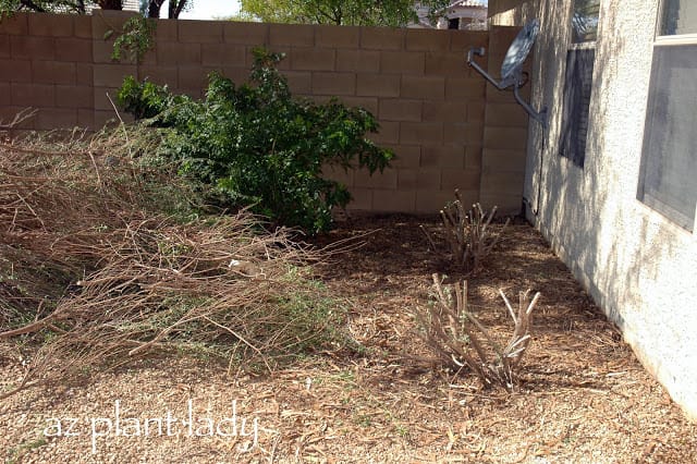 overgrown shrubs