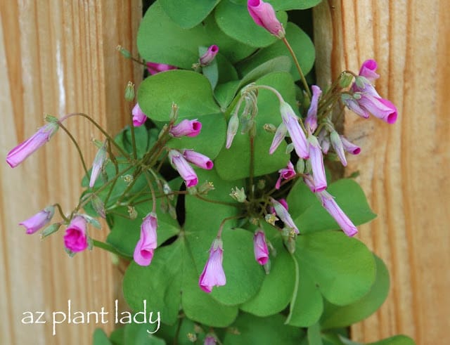 Oxalis articulata