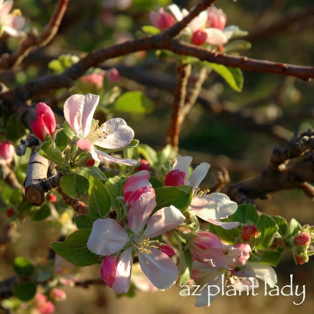 Again, not my tree - it's my mother's apple tree