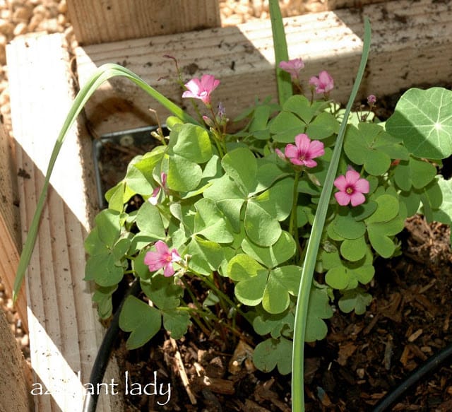 Oxalis articulata