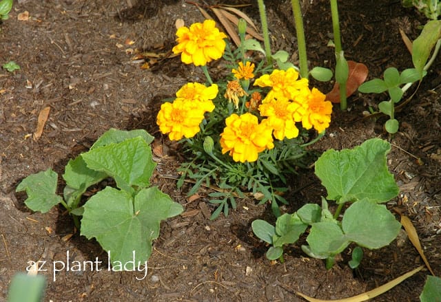 marigolds