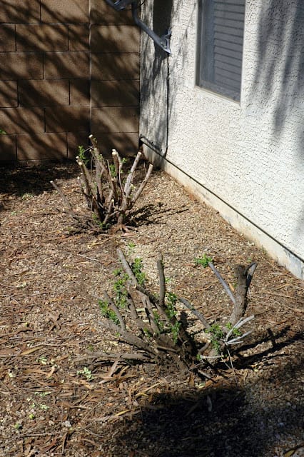 overgrown shrubs