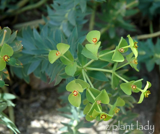 Euphorbia biglandulosa