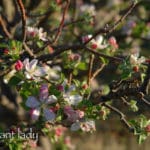 Flowering-desert-apple-tree