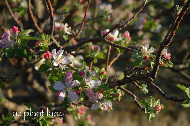 Flowering-desert-apple-tree