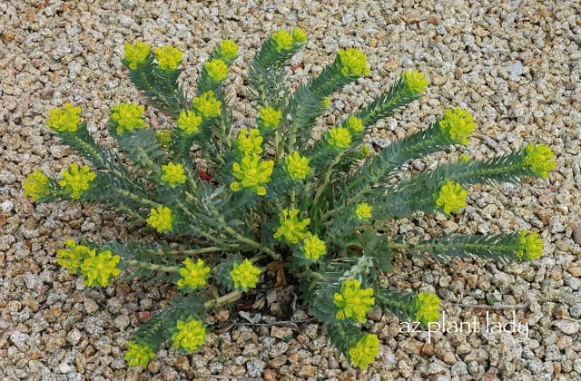 Beautiful Colorful Flowers of Euphorbia biglandulosa