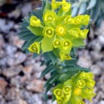 Euphorbia biglandulosa
