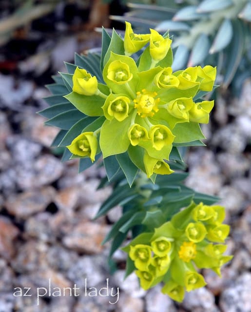 Colorful Flowers 