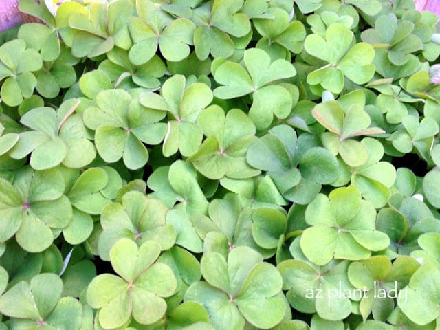 Oxalis articulata