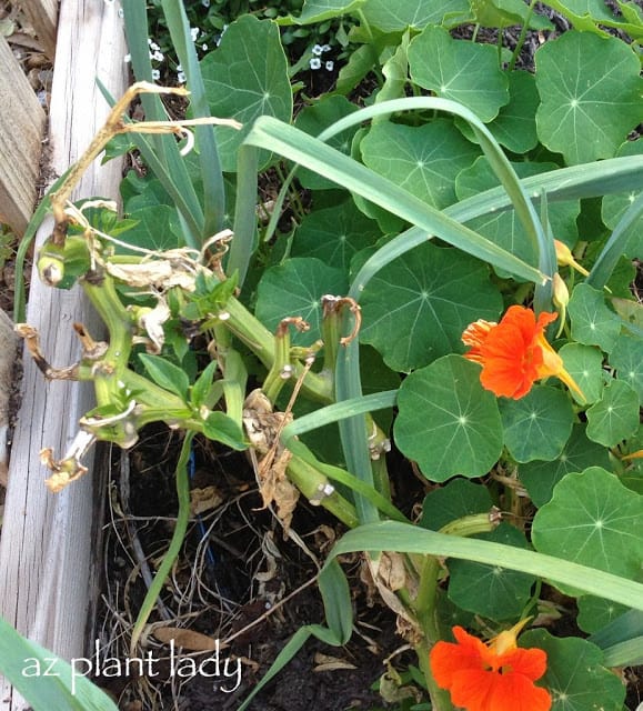 bell pepper plant