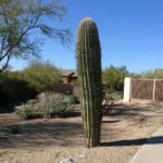 saguaro cactus