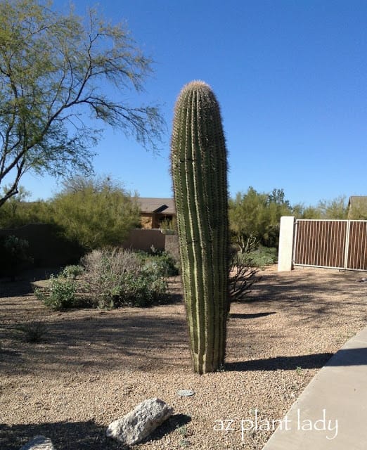 overwatered cactus