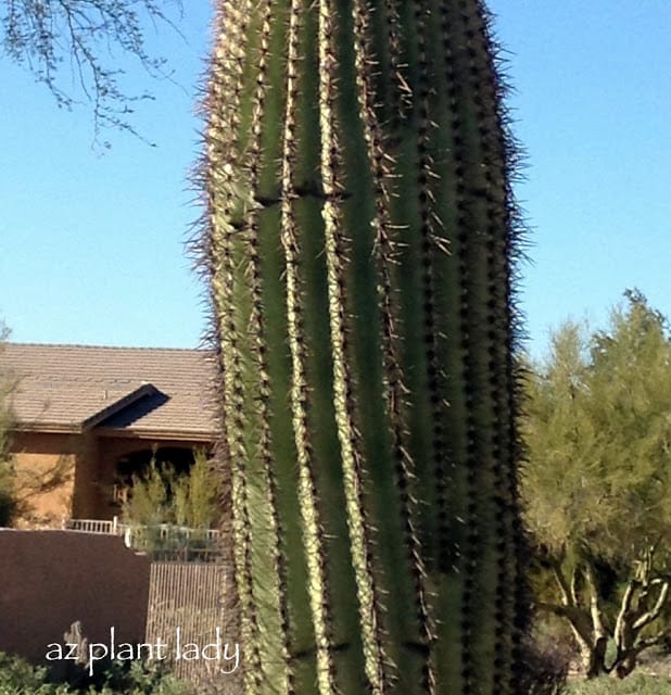 overwatered cactus