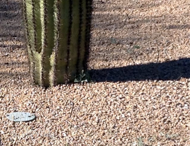 overwatered cactus