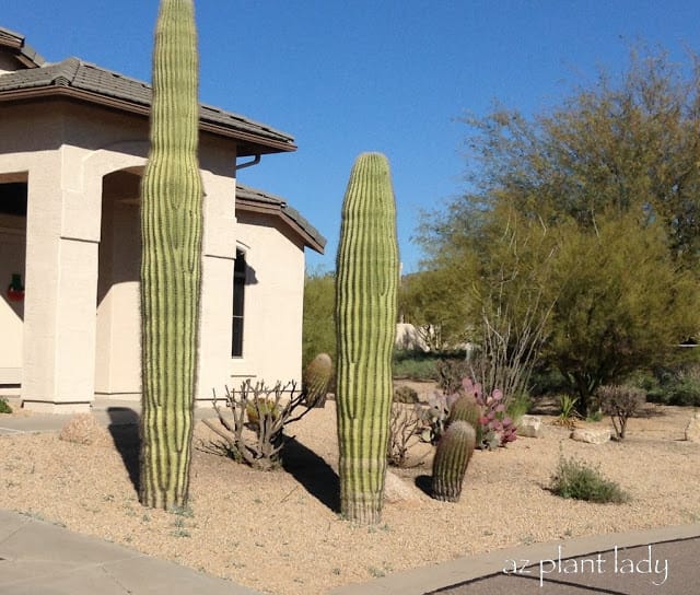 how to grow Saguaro cacti