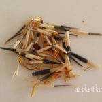 Marigold-Seeds