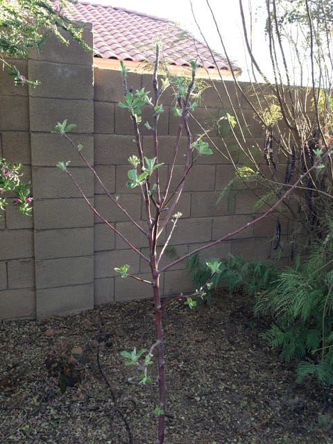 'Dorsett Golden' Apple Tree