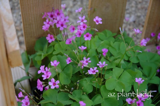 Pink Wood Sorrel