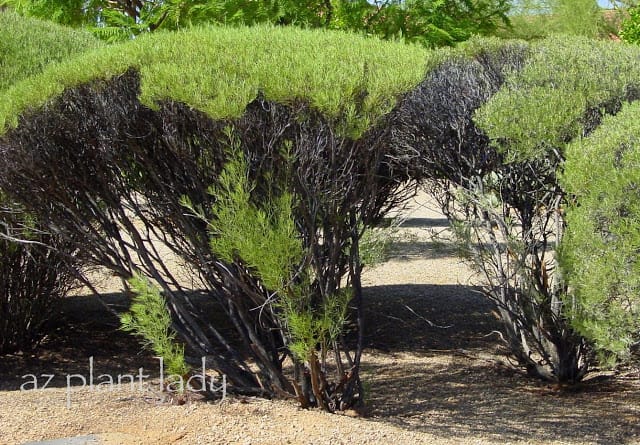overgrown shrubs