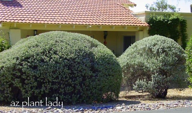 'White Cloud' Texas Sage (Leucophyllum frutescens 'White Cloud')