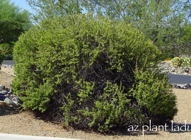 overgrown shrubs