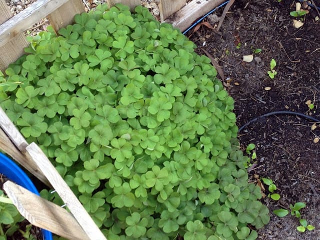 Pink Wood Sorrel