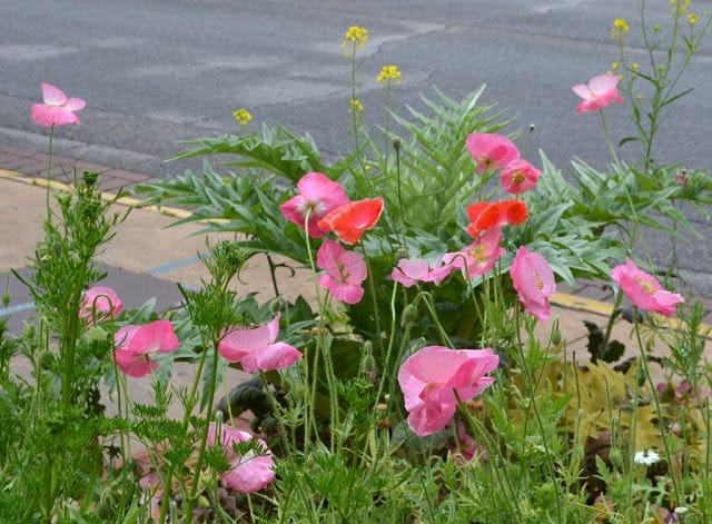 Pink and coral poppies