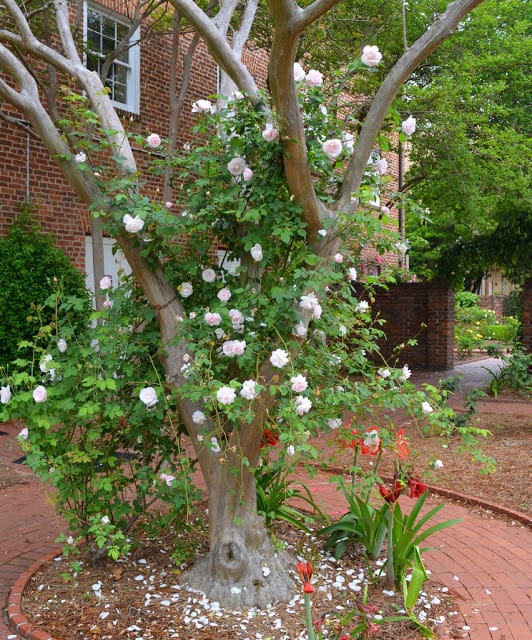 small rose garden