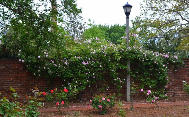 small rose garden