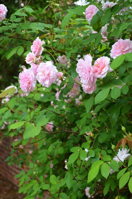 small rose garden