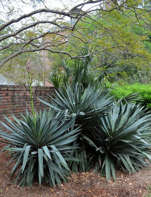 community garden