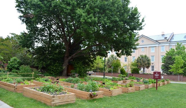 community garden