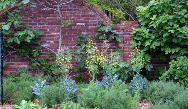 community garden