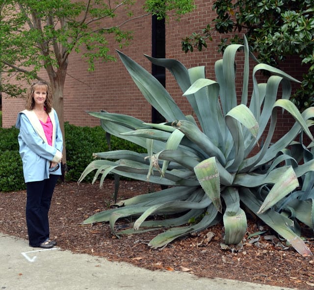 community garden