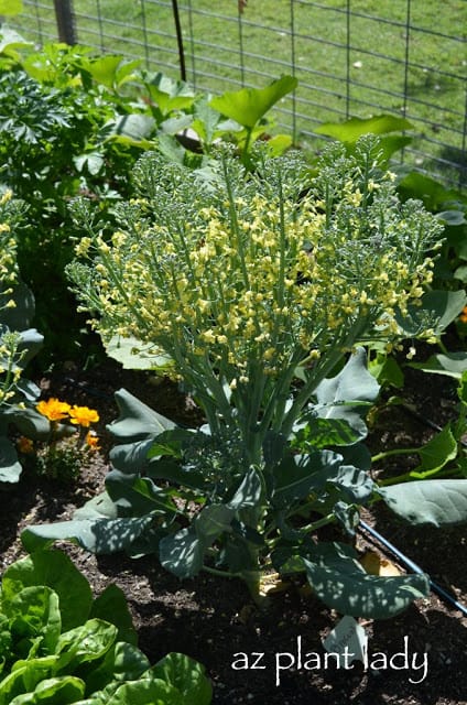 vegetable garden