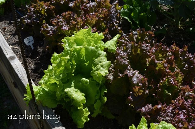 vegetable garden