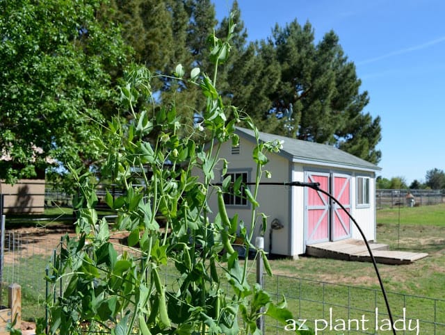 Sugar snap peas