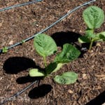 my mother's vegetable garden