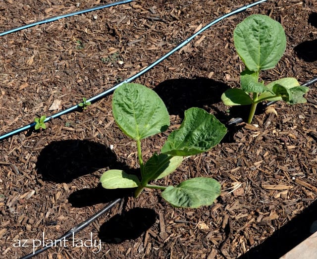 my mother's vegetable garden