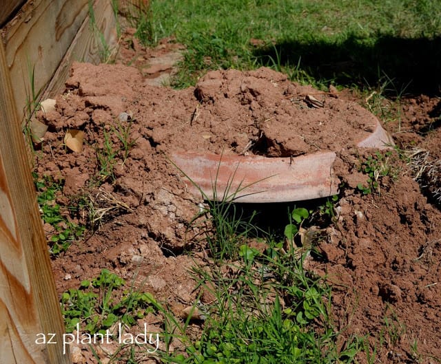 vegetable bed