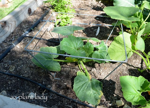 second vegetable garden