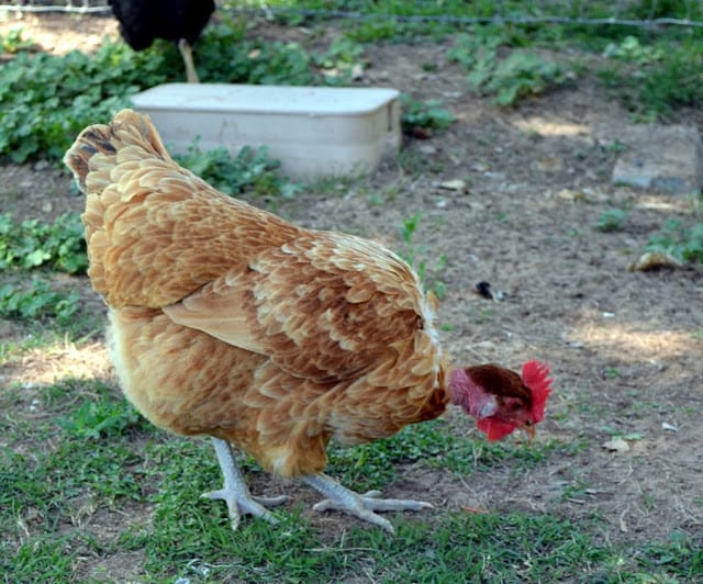 naked-neck' chicken