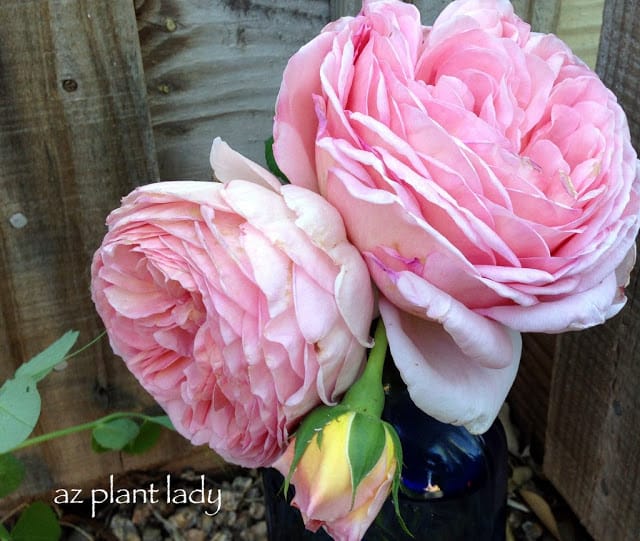 beautiful pink rose