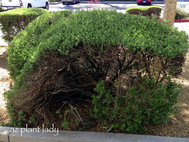 The Ugly Truth – What Over-Pruned Shrubs Really Look Like