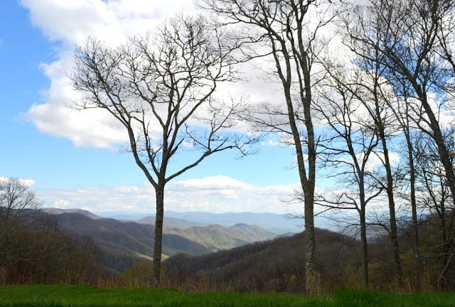 Garden on a Hill and a Forest of Trees